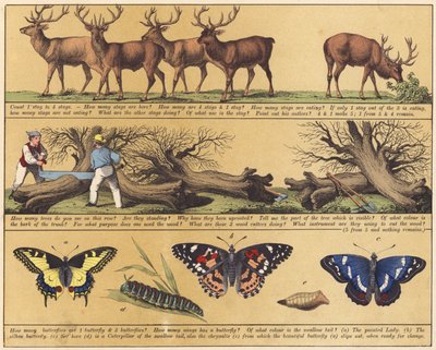 Page from The New Picture Book by English School