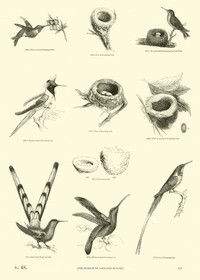 Page from The Pictorial Museum of Animated Nature by English School