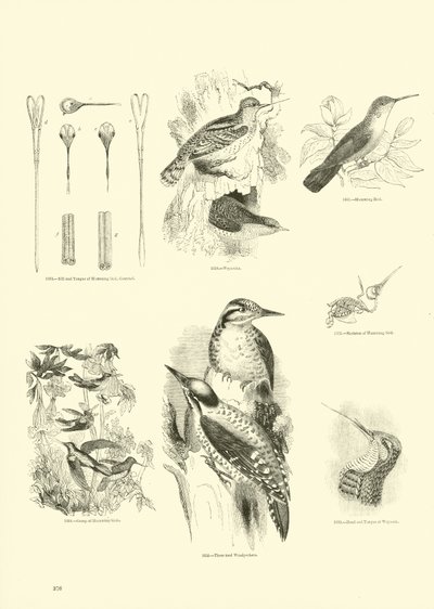 Page from The Pictorial Museum of Animated Nature by English School