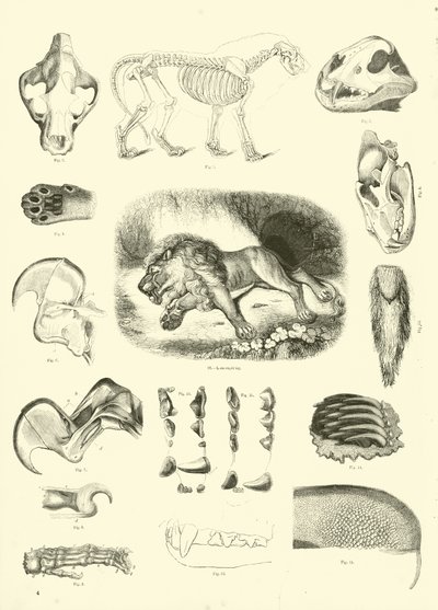 Page from The Pictorial Museum of Animated Nature by English School