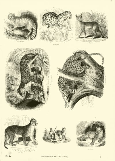 Page from The Pictorial Museum of Animated Nature by English School