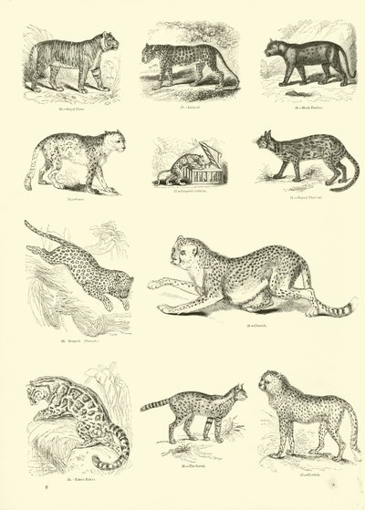 Page from The Pictorial Museum of Animated Nature by English School