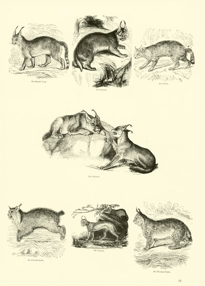 Page from The Pictorial Museum of Animated Nature by English School