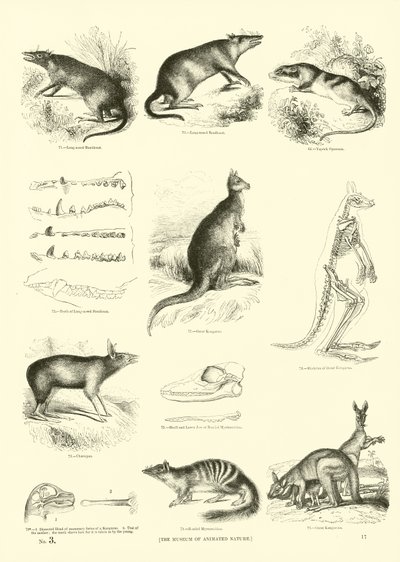 Page from The Pictorial Museum of Animated Nature by English School