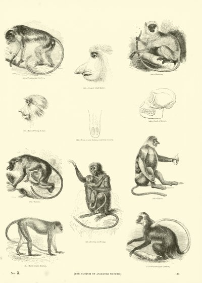 Page from The Pictorial Museum of Animated Nature by English School