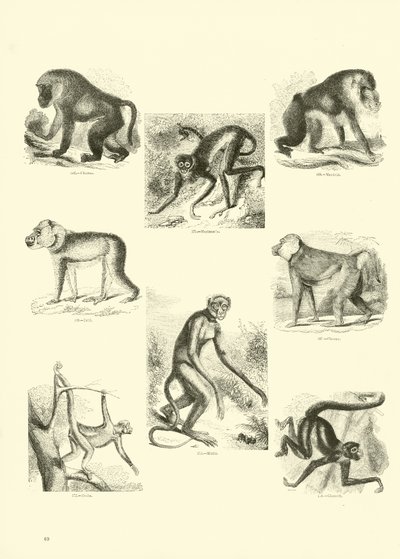 Page from The Pictorial Museum of Animated Nature by English School