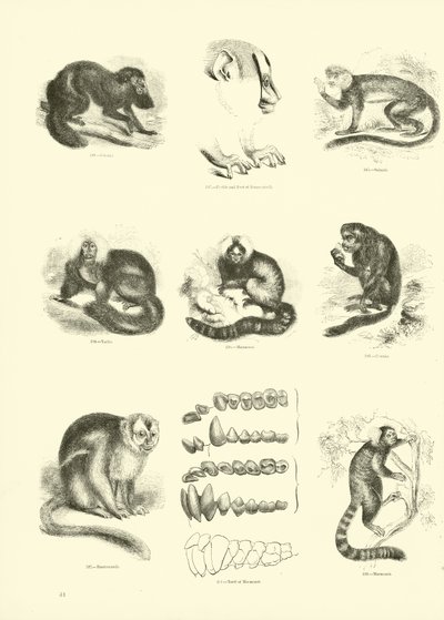 Page from The Pictorial Museum of Animated Nature by English School
