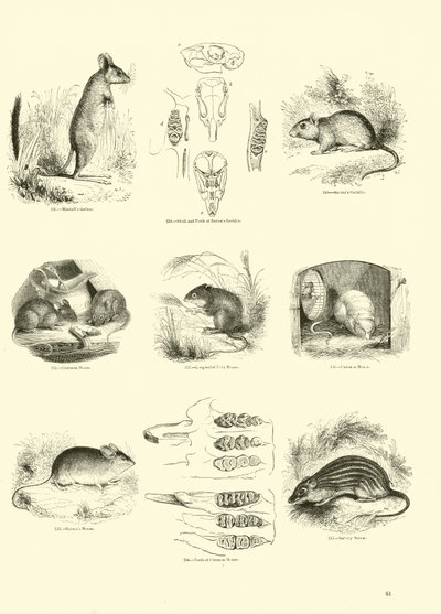 Page from The Pictorial Museum of Animated Nature by English School