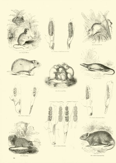 Page from The Pictorial Museum of Animated Nature by English School