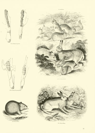 Page from The Pictorial Museum of Animated Nature by English School