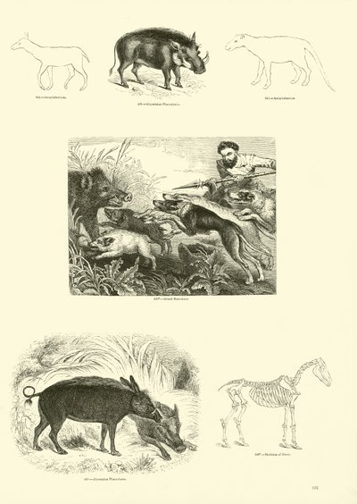 Page from The Pictorial Museum of Animated Nature by English School