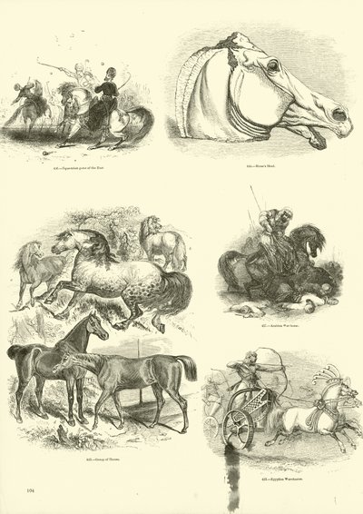 Page from The Pictorial Museum of Animated Nature by English School