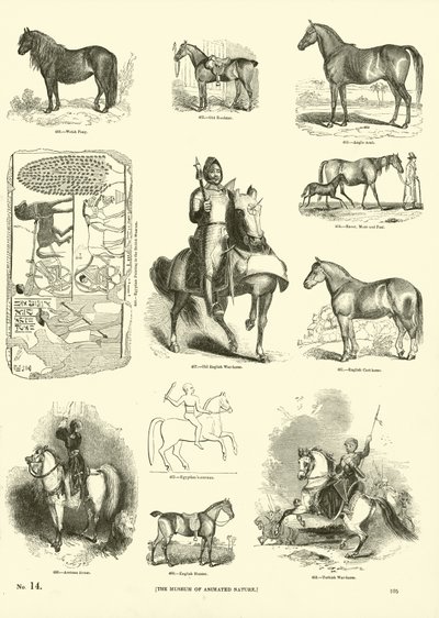 Page from The Pictorial Museum of Animated Nature by English School