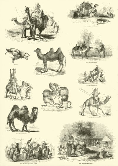 Page from The Pictorial Museum of Animated Nature by English School