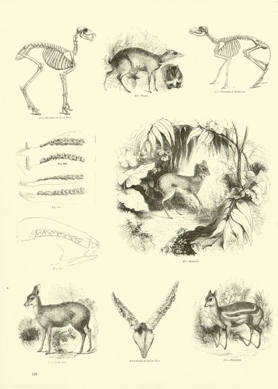 Page from The Pictorial Museum of Animated Nature by English School
