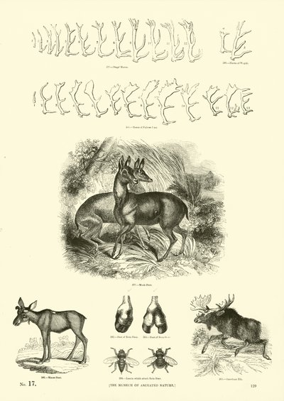 Page from The Pictorial Museum of Animated Nature by English School