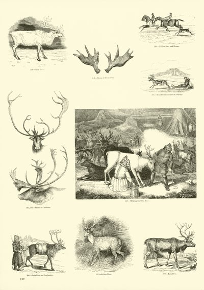 Page from The Pictorial Museum of Animated Nature by English School