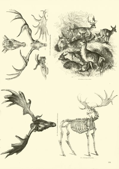 Page from The Pictorial Museum of Animated Nature by English School