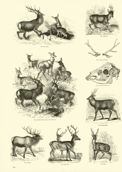 Page from The Pictorial Museum of Animated Nature by English School