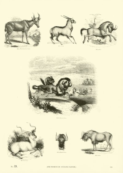 Page from The Pictorial Museum of Animated Nature by English School
