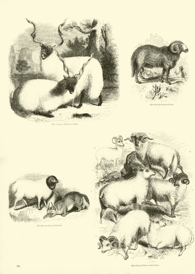 Page from The Pictorial Museum of Animated Nature by English School