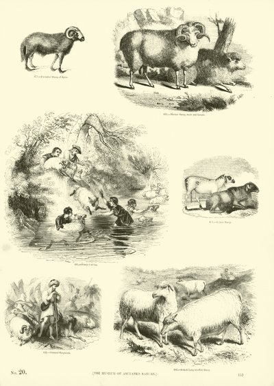 Page from The Pictorial Museum of Animated Nature by English School