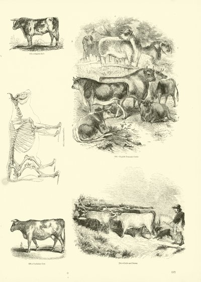 Page from The Pictorial Museum of Animated Nature by English School