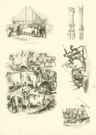 Page from The Pictorial Museum of Animated Nature by English School