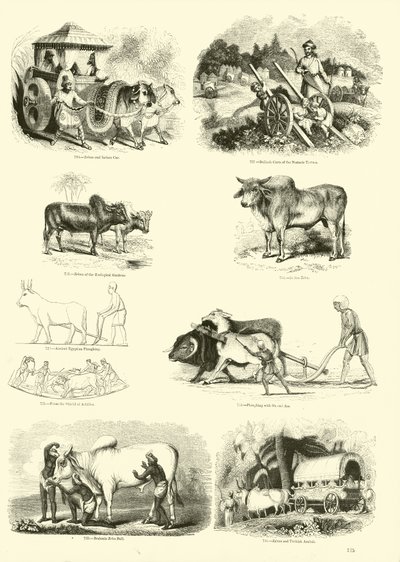 Page from The Pictorial Museum of Animated Nature by English School
