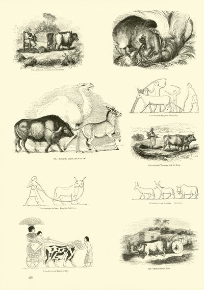 Page from The Pictorial Museum of Animated Nature by English School