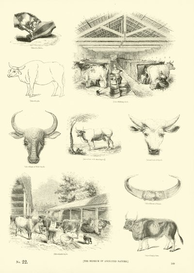 Page from The Pictorial Museum of Animated Nature by English School