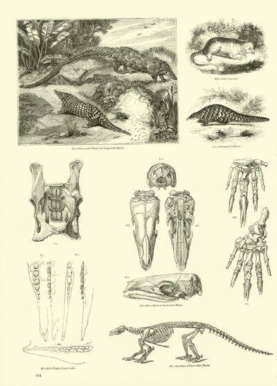 Page from The Pictorial Museum of Animated Nature by English School