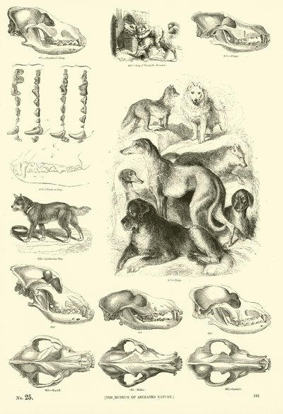 Page from The Pictorial Museum of Animated Nature by English School