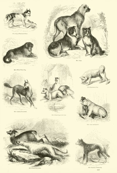 Page from The Pictorial Museum of Animated Nature by English School