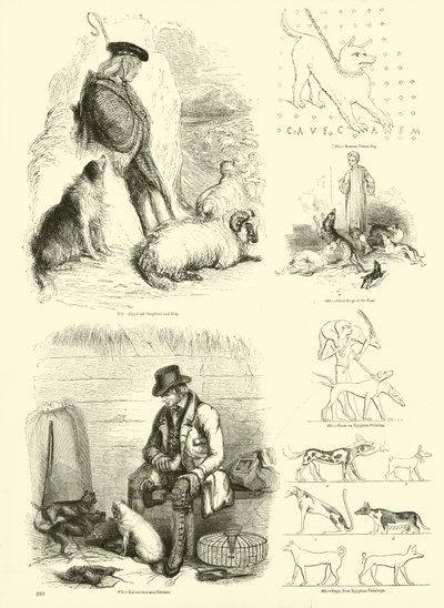 Page from The Pictorial Museum of Animated Nature by English School