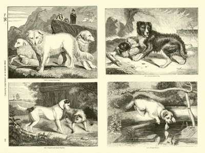 Page from The Pictorial Museum of Animated Nature by English School