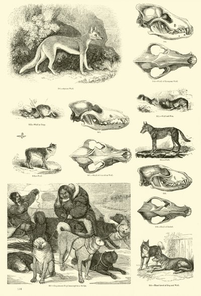 Page from The Pictorial Museum of Animated Nature by English School
