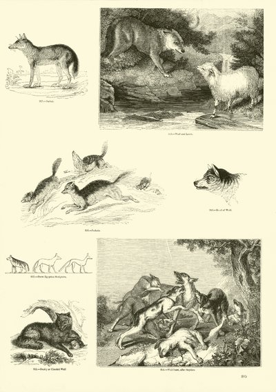 Page from The Pictorial Museum of Animated Nature by English School