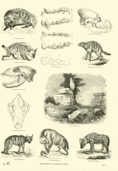 Page from The Pictorial Museum of Animated Nature by English School