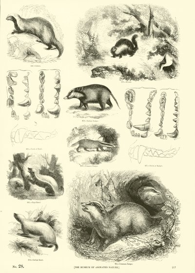 Page from The Pictorial Museum of Animated Nature by English School