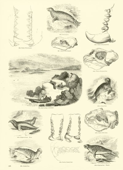 Page from The Pictorial Museum of Animated Nature by English School