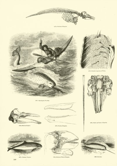 Page from The Pictorial Museum of Animated Nature by English School
