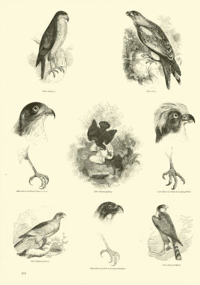Page from The Pictorial Museum of Animated Nature by English School