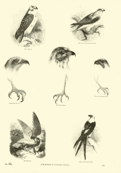 Page from The Pictorial Museum of Animated Nature by English School