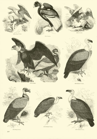Page from The Pictorial Museum of Animated Nature by English School