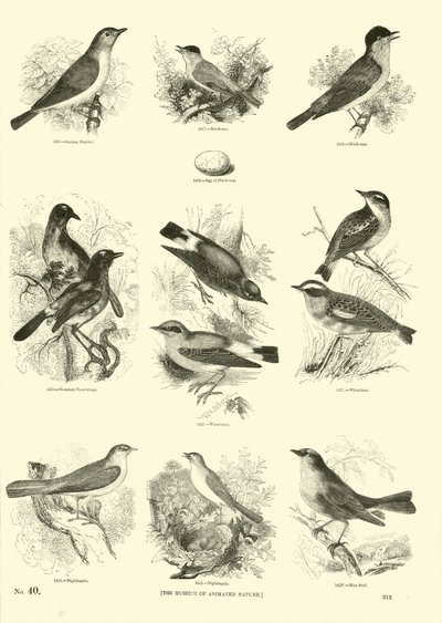 Page from The Pictorial Museum of Animated Nature by English School