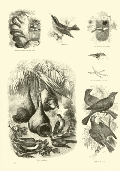 Page from The Pictorial Museum of Animated Nature by English School