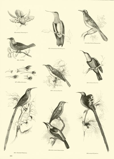 Page from The Pictorial Museum of Animated Nature by English School