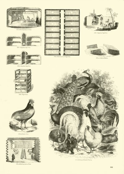 Page from The Pictorial Museum of Animated Nature by English School