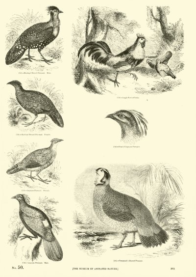 Page from The Pictorial Museum of Animated Nature by English School
